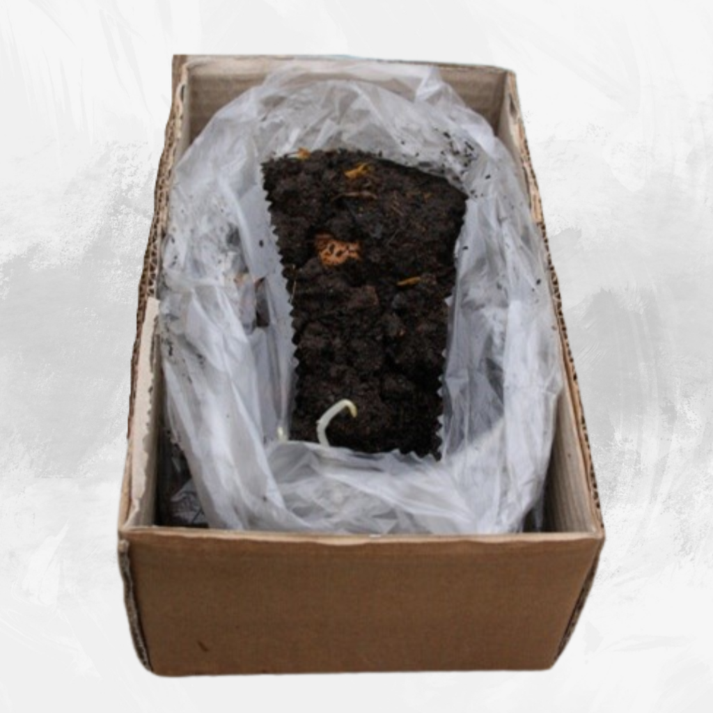 Set Vermicompostaje Worm Café 100 litros (3 bandejas) - Imagen 3
